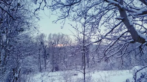 Branches covered with snow. Trees after snowfall. Falling snowflakes slow motion Stock Footage 227006629