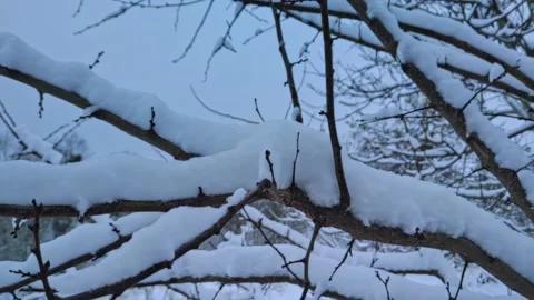 Branches covered with snow. Trees after snowfall. Falling snowflakes slow motion 動画素材 227007613