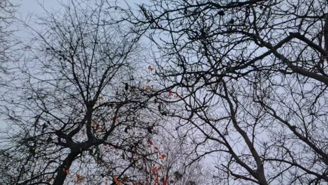 Branches covered with snow. Trees after snowfall. Falling snowflakes slow motion 動画素材 227007848