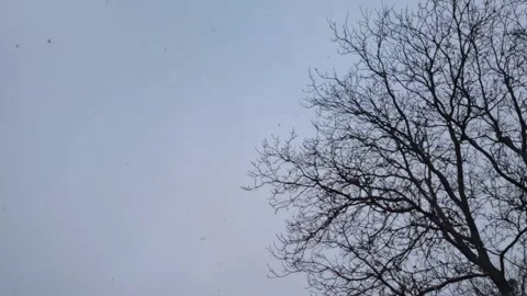 Branches covered with snow. Trees after snowfall. Falling snowflakes slow motion 動画素材 227008183