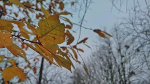 Branches covered with snow. Trees after snowfall. Falling snowflakes slow motion 動画素材 227008410