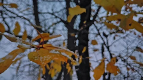 Branches covered with snow. Trees after snowfall. Falling snowflakes slow motion Stock Footage 227008788
