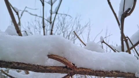 Branches covered with snow. Trees after snowfall. Falling snowflakes slow motion 動画素材 227009085