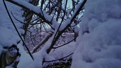 Branches covered with snow. Trees after snowfall. Falling snowflakes slow motion 動画素材 227009715