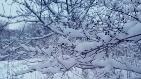 Branches covered with snow. Trees after snowfall. Falling snowflakes slow motion Stock Footage 227010001
