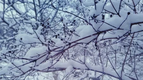 Branches covered with snow. Trees after snowfall. Falling snowflakes slow motion 動画素材 227010532
