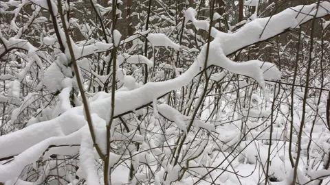 Branches covered with snow in a winter forest Stock Footage 217745422