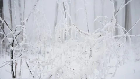 Branches covered with white snow on the background of a winter forest. Stock Footage 250318264