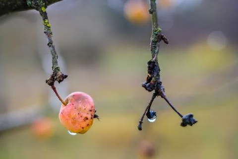 Branches of crab apple tree with red and orange cherry apples in autumn garden Stock Photos