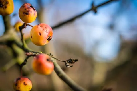 Branches of crab apple tree with red and orange cherry apples in autumn garden Stock Photos