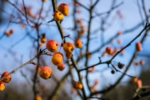 Branches of crab apple tree with red and orange cherry apples in autumn garden Foto stock