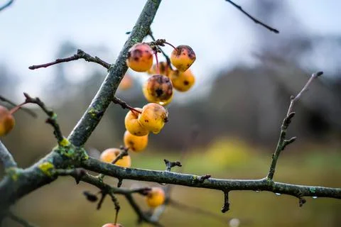 Branches of crab apple tree with red and orange cherry apples in autumn garden Stock Photos