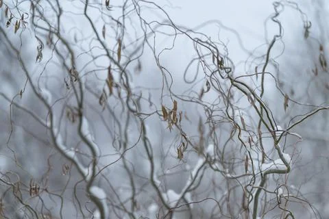 Branches create art, Soft bokeh emphasizes rhythm in frostlined branch artwork, Stock Photos