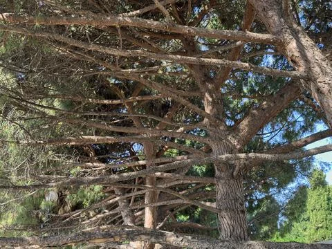 Branches create a unique pattern in the park Stock Photos