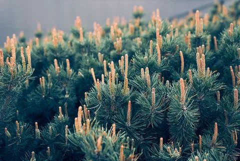 Branches of a creeping pine close-up. Background texture of fluffy tree branches Stock Photos