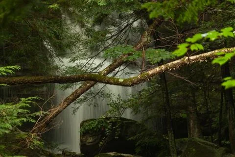 Branches crossing waterfall Stock Photos