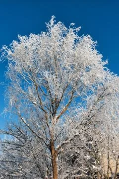 The branches of the curly willow are covered with frost Stock Photos