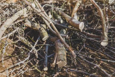 Branches cut off a tree piled up on the ground Stock Photos