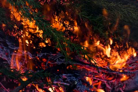Branches of cypress burning in a fire. Stock Photos