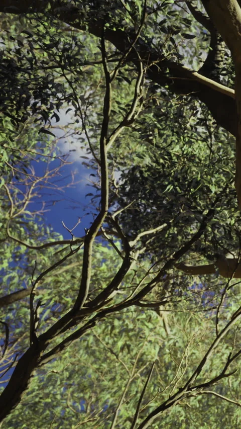 Branches dance under a bright sky while whispers of nature surround all Video stock 334255041