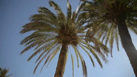 Branches of date palms under blue sky. View into the sky through a date palm in Stock Footage 83009338