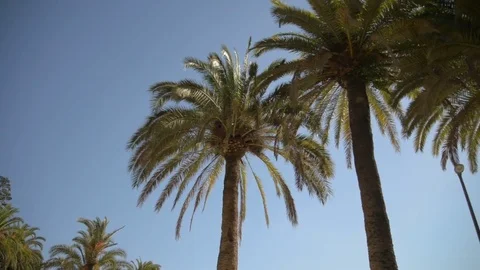 Branches of date palms under blue sky. View into the sky through a date palm in Stock Footage 83009433