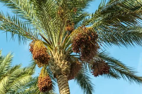 Branches of date palms under blue sky Stock Photos