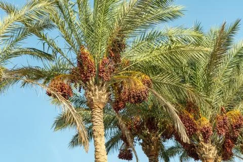 Branches of date palms under blue sky. Stock Photos