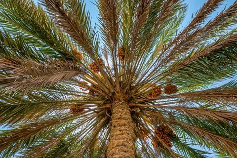 Branches of date palms under blue sky. Stock Photos