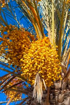 Branches of dates palm with fresh dates on it Stock Photos