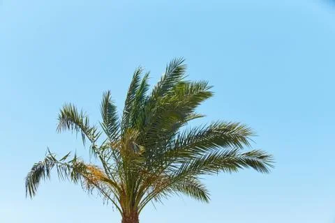 Branches of dates palms against the clear blue sky Stock Photos