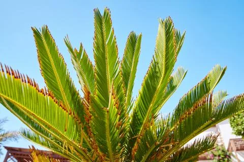 Branches of dates palms against the clear blue sky Foto stock