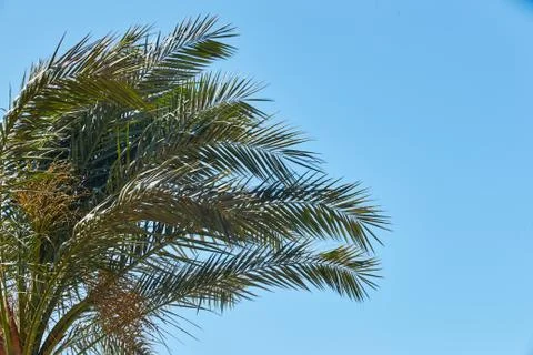 Branches of dates palms against the clear blue sky Stock Photos