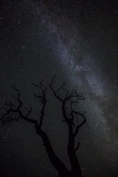 Branches of a dead Juniper tree reaching toward the dark night sky full of st Stock Photos