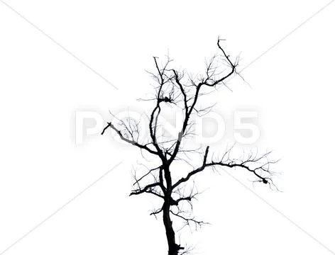 Branches of dead tree isolated on white Stock Photos