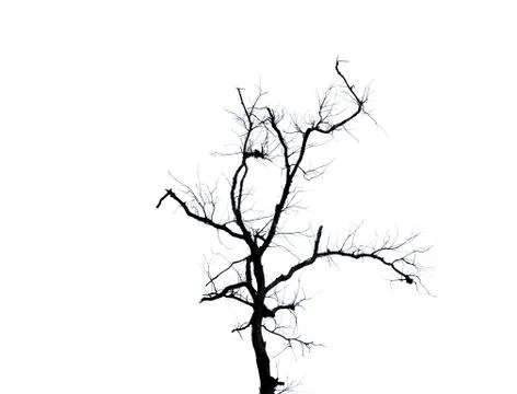 Branches of dead tree isolated on white Stock Photos