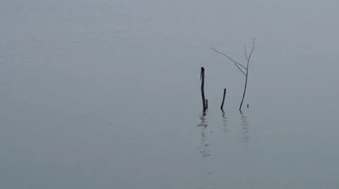 Branches of dead tree in a lake Video stock 35103270