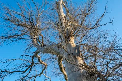 Branches of a dead tree Stock Photos