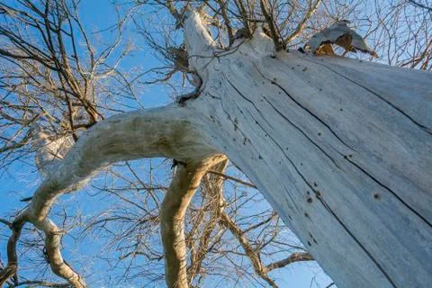 Branches of a dead tree Stock Photos