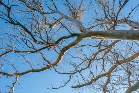 Branches of a dead tree Stock Photos
