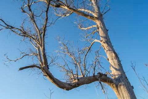 Branches of a dead tree Stock Photos