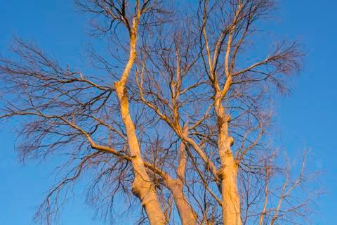 Branches of a dead tree Stock Photos