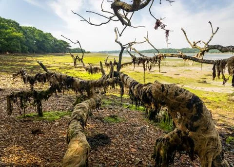 Branches of a dead tree Stock Photos
