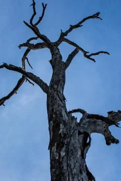 Branches of dead tree providing homes, nests for wildlife, reaching to blue sky Stock Photos