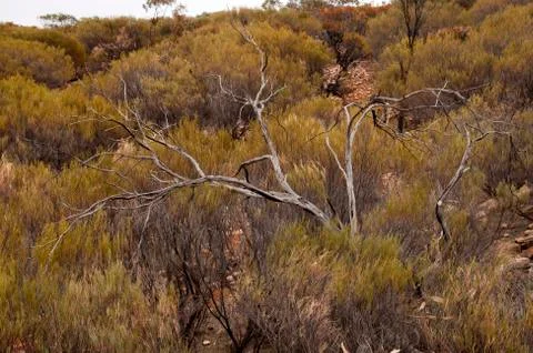 Branches of dead tree surrounded by native bush Stock Photos