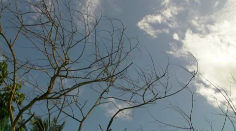 Branches of dead Tree V1 Stock Footage 8828028