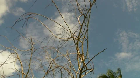 Branches of dead Tree V3 Stock Footage 8827872