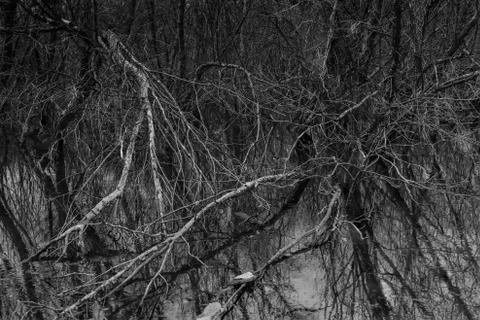 Branches of dead trees in the cold and flood forest in black and grey tone. D 스톡 사진