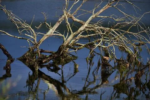 Branches of dead trees sunk in the marsh Stock Photos