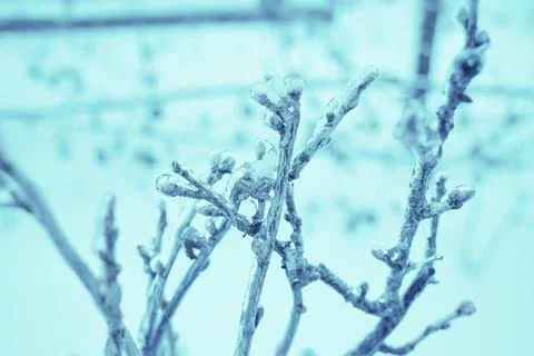 Branches of a deciduous grass, bushes Stock Photos